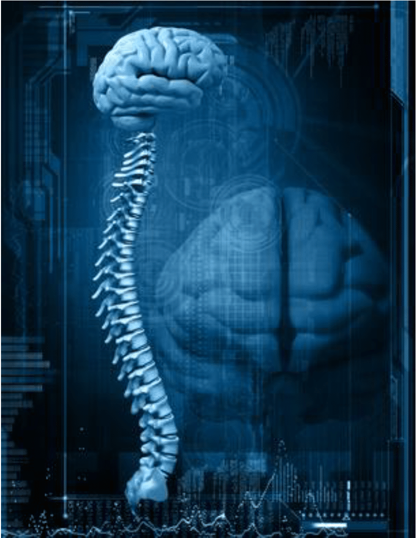 Spinal brain. Головной мозг и позвоночник. Мозг человека с позвоночником. Головной и спинной мозг. Спиной и головной мозг человека.